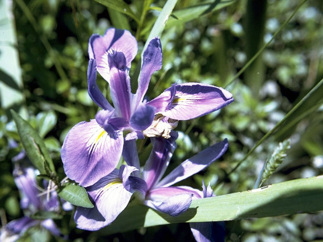 Iris giganticaerulea (Giant blue iris) #1847
