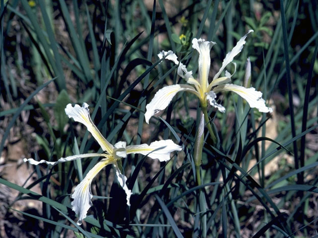 Iris hartwegii (Rainbow iris) #1848