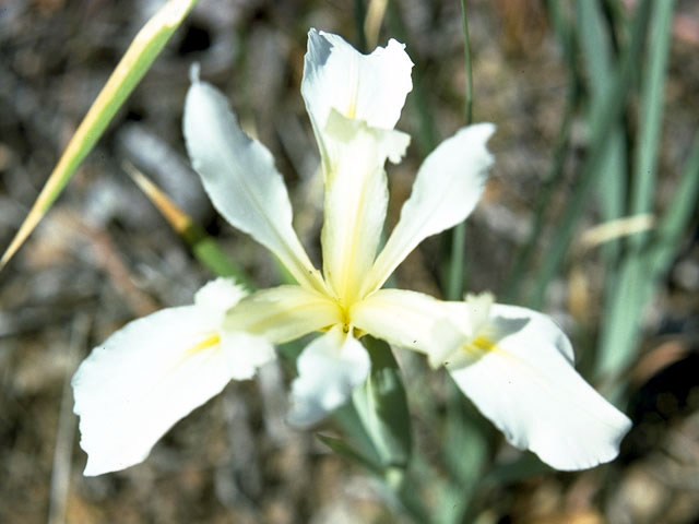 Iris hartwegii (Rainbow iris) #1849