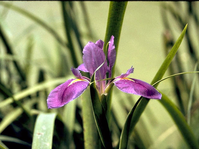 Iris hexagona (Dixie iris) #1852