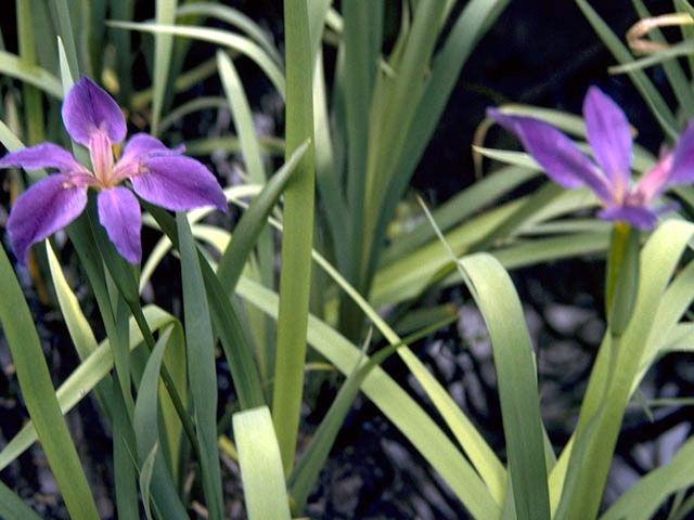 Iris hexagona (Dixie iris) #1853