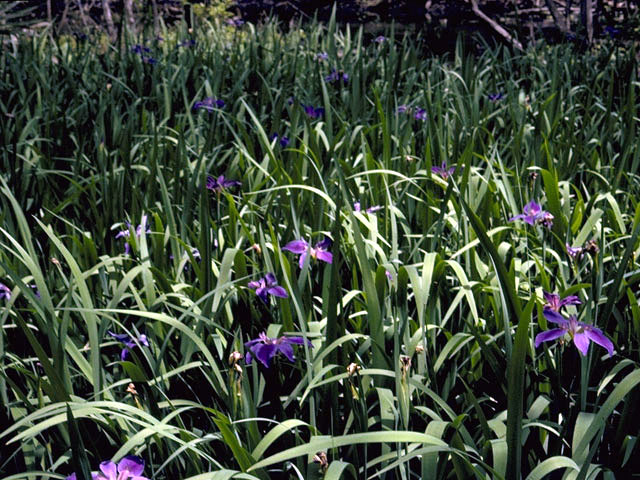 Iris hexagona (Dixie iris) #1854