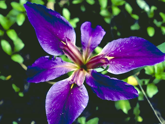 Iris hexagona (Dixie iris) #1855