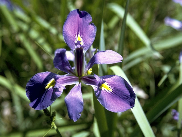 Iris hexagona (Dixie iris) #1856