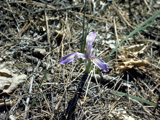 Iris macrosiphon (Bowltube iris) #1862