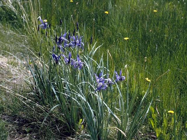 Iris missouriensis (Rocky mountain iris) #1863