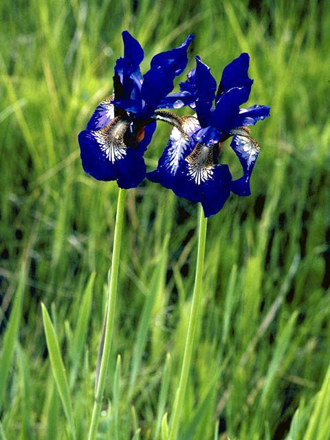 Iris missouriensis (Rocky mountain iris) #1864