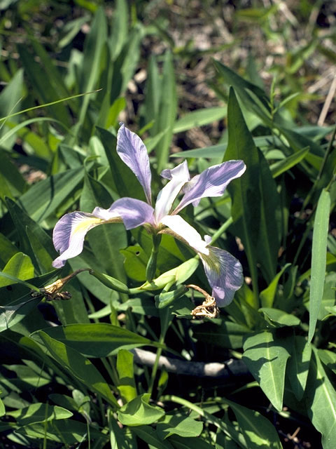 Iris prismatica (Slender blue iris) #1867
