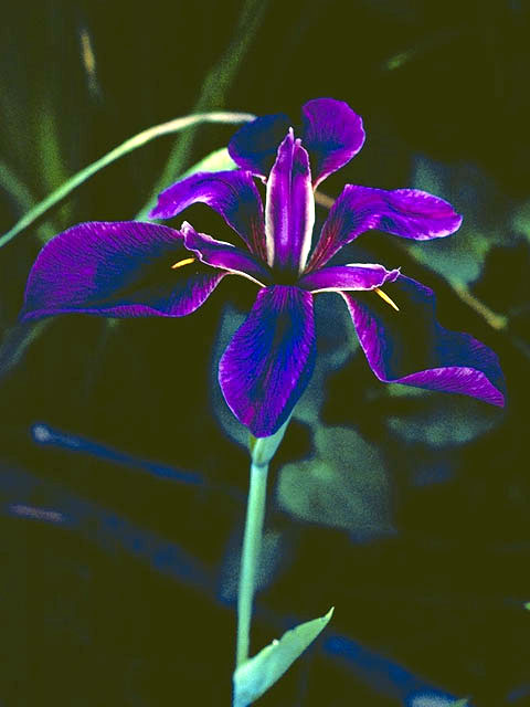 Iris hexagona var. savannarum (Savanna iris) #1879