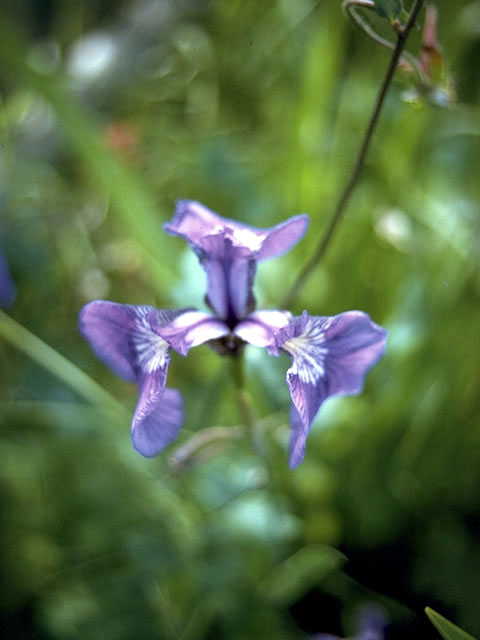 Iris setosa (Beachhead iris) #1880