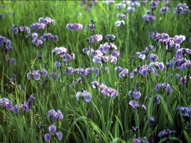 Iris setosa var. setosa (Beachhead iris) #1881