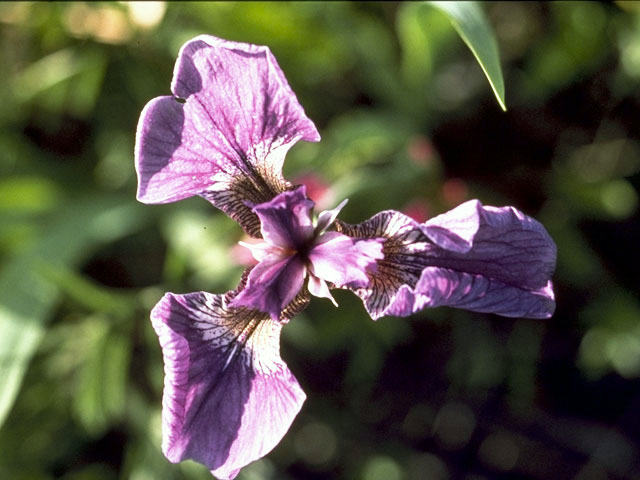 Iris setosa var. setosa (Beachhead iris) #1882