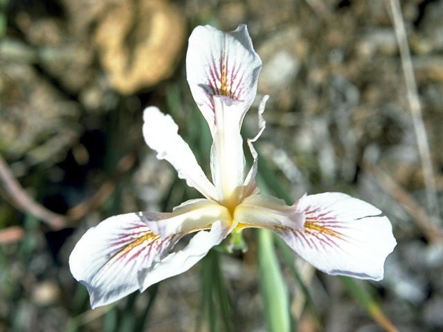Iris tenuissima (Longtube iris) #1888