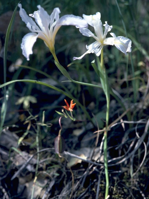 Iris tenuissima (Longtube iris) #1889