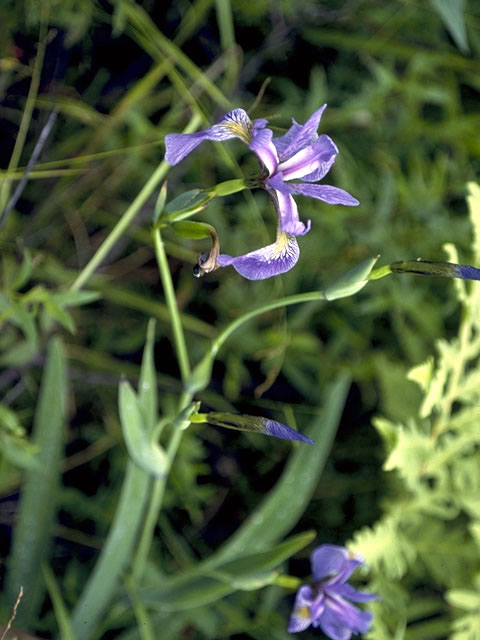 Iris versicolor (Harlequin blueflag) #1893