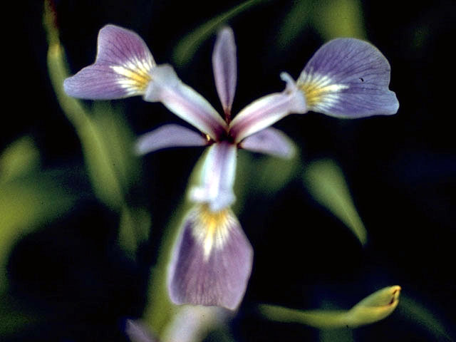 Iris versicolor (Harlequin blueflag) #1895