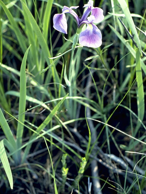 Iris setosa (Beachhead iris) #1896