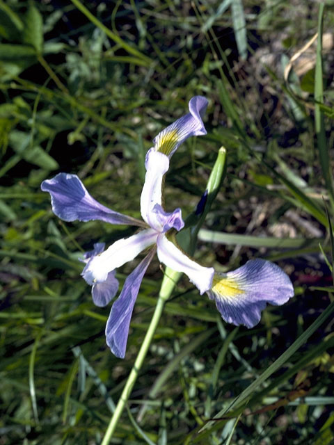 Iris virginica (Virginia iris) #1897