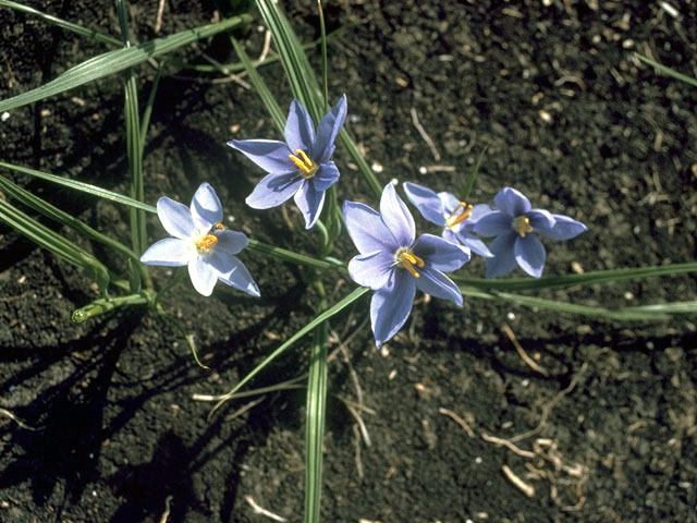 Nemastylis geminiflora (Prairie celestials) #1899