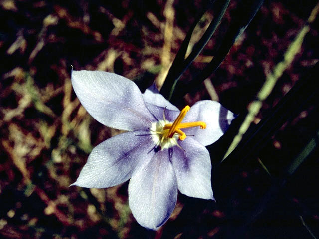 Nemastylis geminiflora (Prairie celestials) #1901
