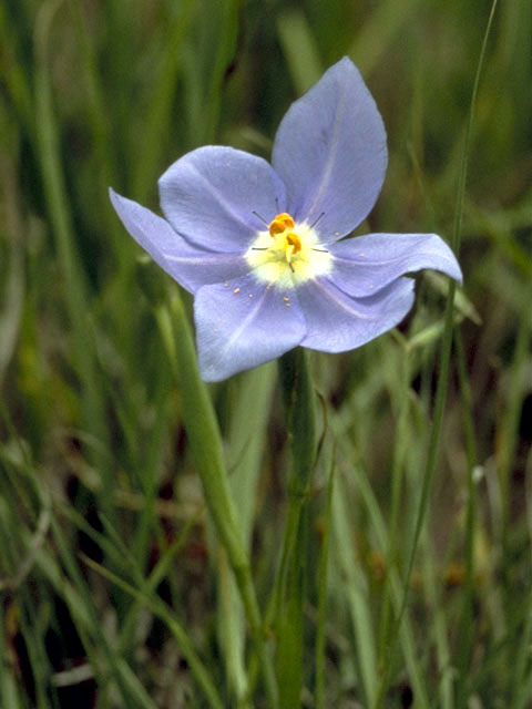 Nemastylis geminiflora (Prairie celestials) #1907