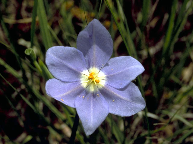 Nemastylis geminiflora (Prairie celestials) #1908