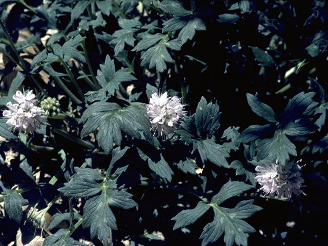 Hydrophyllum macrophyllum (Largeleaf waterleaf) #1925