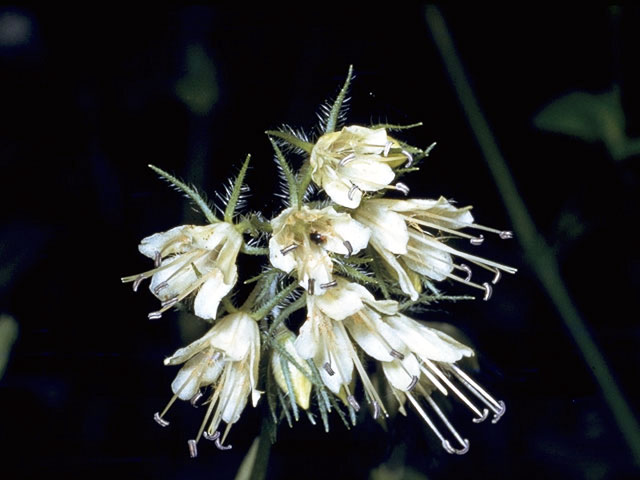 Hydrophyllum virginianum (Virginia waterleaf) #1930