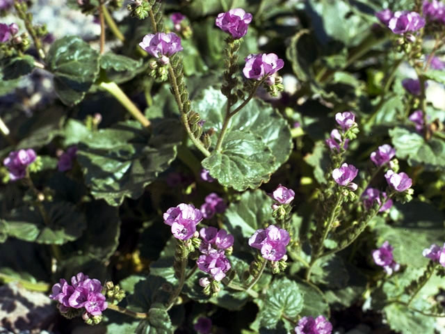 Phacelia calthifolia (Calthaleaf phacelia) #1965