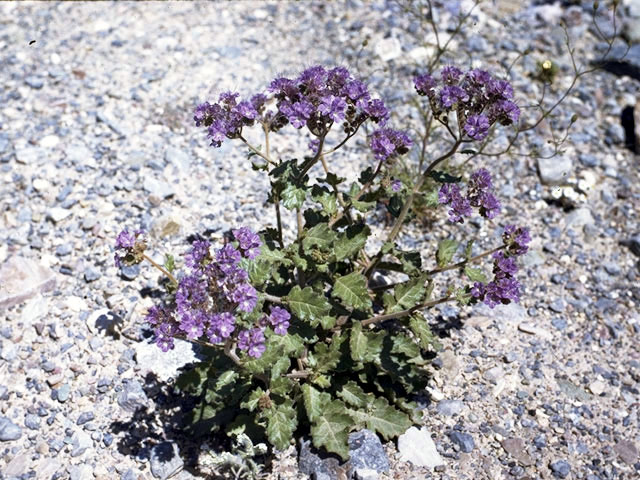 Phacelia campanularia (Desert bells) #1967