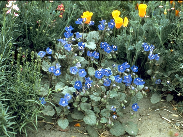Phacelia campanularia (Desert bells) #1969