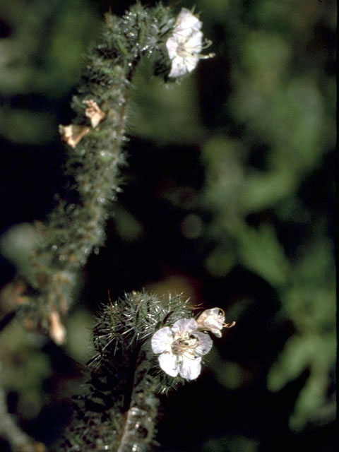 Phacelia cicutaria (Caterpillar phacelia) #1972