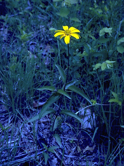 Coreopsis major (Greater tickseed) #2000