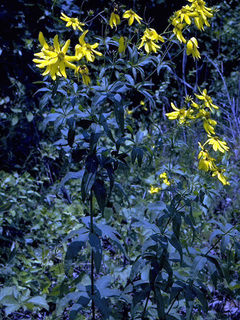 Coreopsis major (Greater tickseed) #2001