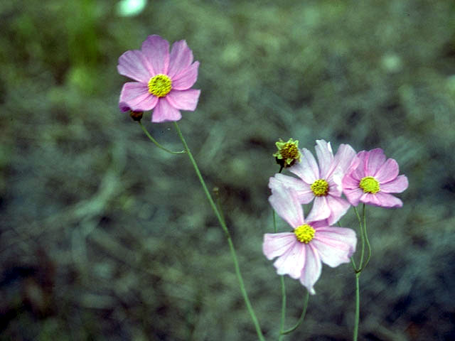 Coreopsis nudata (Georgia tickseed) #2005