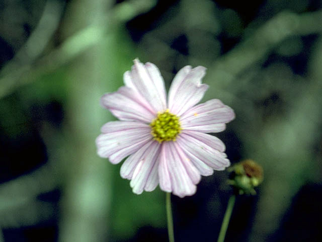 Coreopsis nudata (Georgia tickseed) #2006