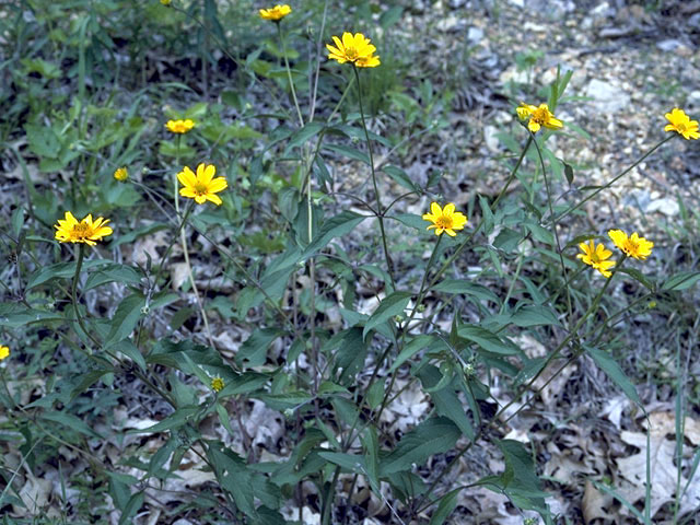 Heliopsis helianthoides (Smooth oxeye) #2013