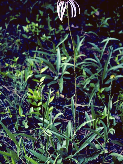 Echinacea laevigata (Smooth purple coneflower) #2072