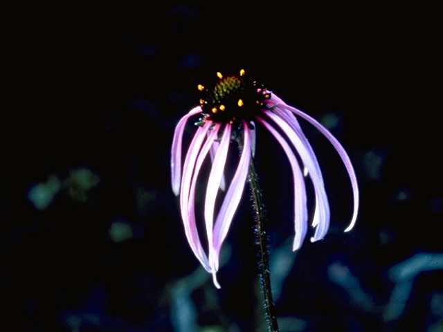 Echinacea laevigata (Smooth purple coneflower) #2074