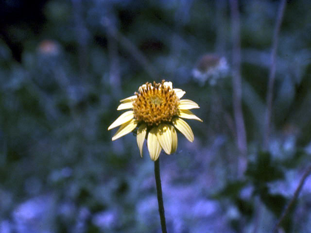 Simsia calva (Awnless bush sunflower) #2095