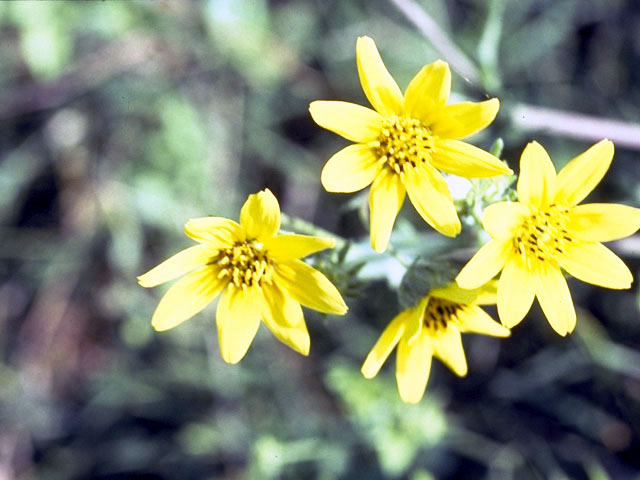 Engelmannia peristenia (Engelmann's daisy) #2110