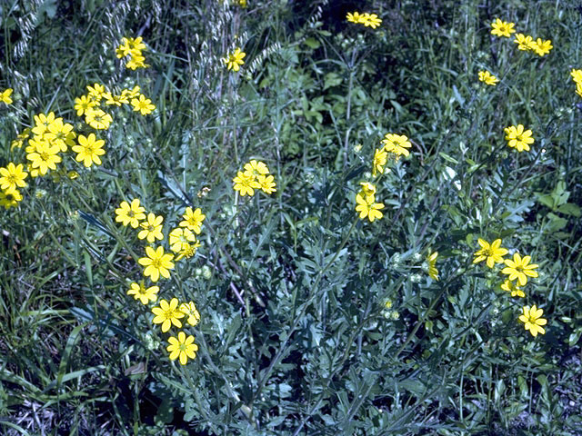 Engelmannia peristenia (Engelmann's daisy) #2111