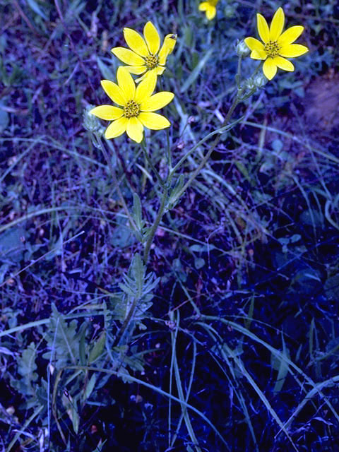 Engelmannia peristenia (Engelmann's daisy) #2112