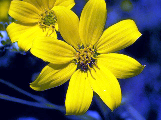 Engelmannia peristenia (Engelmann's daisy) #2115