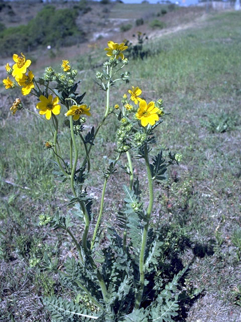 Engelmannia peristenia (Engelmann's daisy) #2116