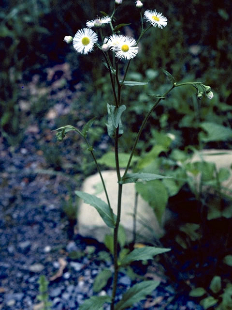Erigeron annuus (Eastern daisy fleabane) #2118
