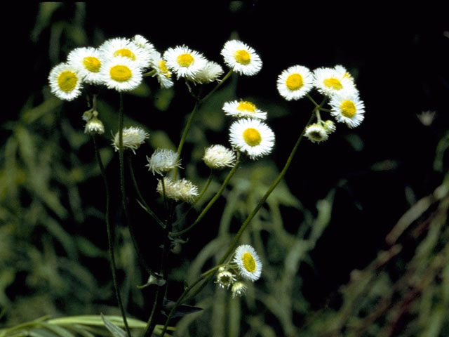 Erigeron annuus (Eastern daisy fleabane) #2121