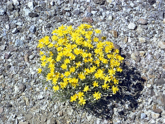 Erigeron linearis (Desert yellow fleabane) #2146