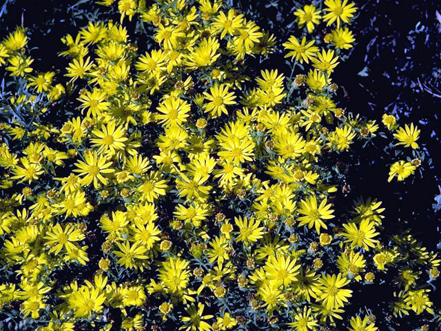 Erigeron linearis (Desert yellow fleabane) #2147