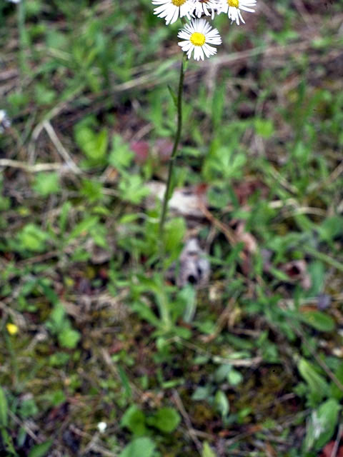 Erigeron quercifolius (Oakleaf fleabane) #2173